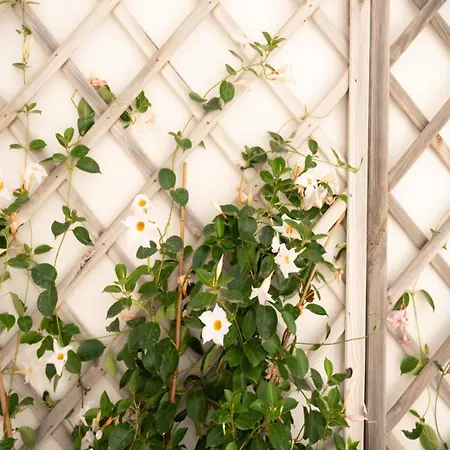 Гостевой дом Chicca's